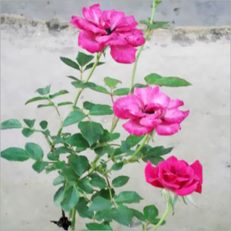 Flowering Plants