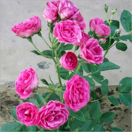 Flomboyant Flower Plants