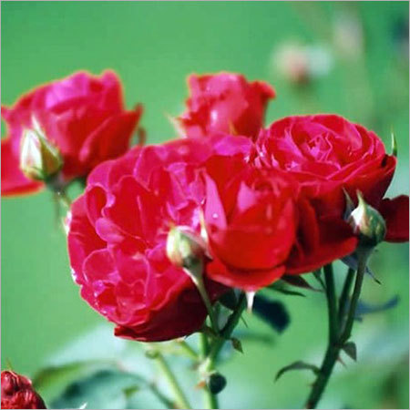 Hybrid Tea Rose