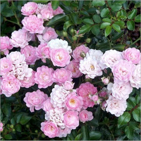 Rose Plants