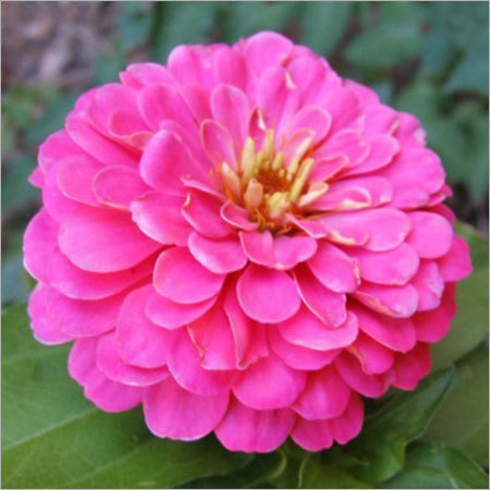 Zinnia Plants