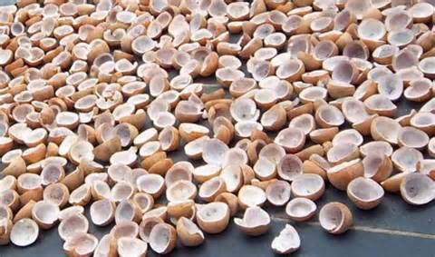 Coconut Copra