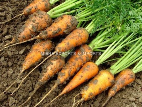 carrots