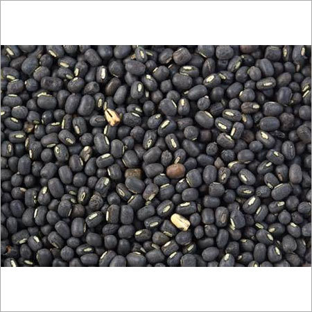 Black Gram