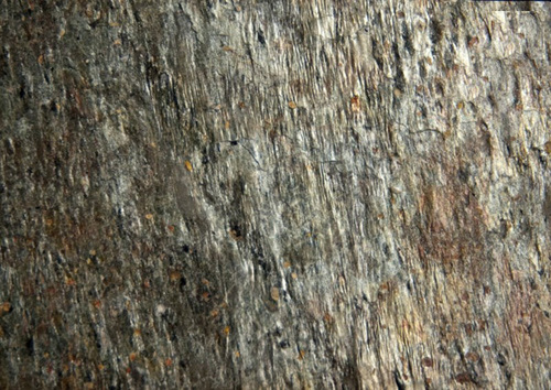 SILVER SHINE
