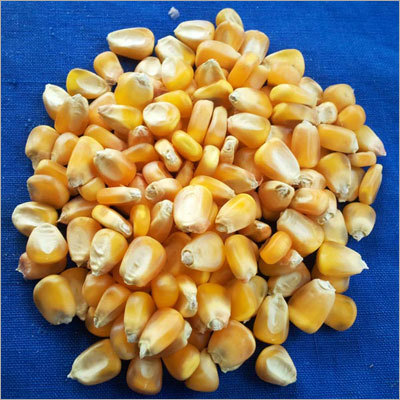 Yellow Maize