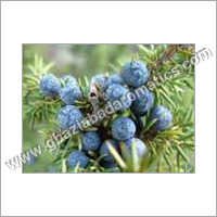 Natural Para Cymene