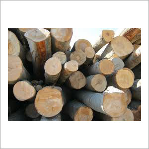 Pine Wood Logs