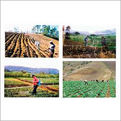 DDVP Agro Chemical