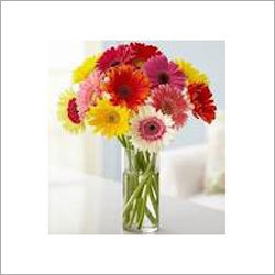 Gerbera Flowers