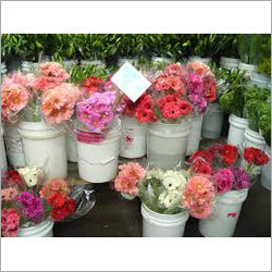 Fresh Gerbera Flowers
