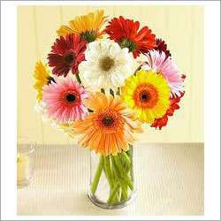 White Gerbera Flower