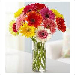 Mixed Gerbera Bunch