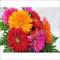 Flower Fillers