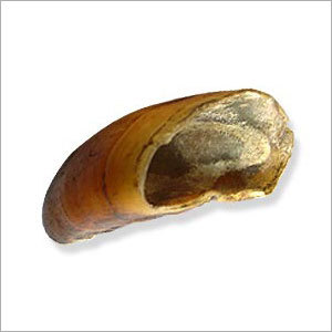 Cow Hooves Dog Treats