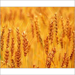 Cereals Testing