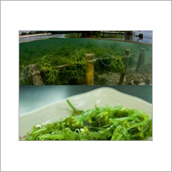 Food Grade Sea Weed Testing