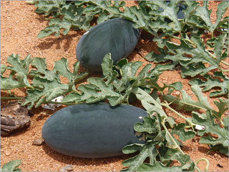 ANMOL Watermelon seeds