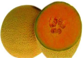 GOLDEN LADY Muskmelon Seeds