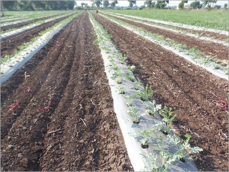 Plantation