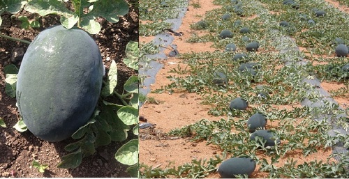 RAMBO Watermelon seeds