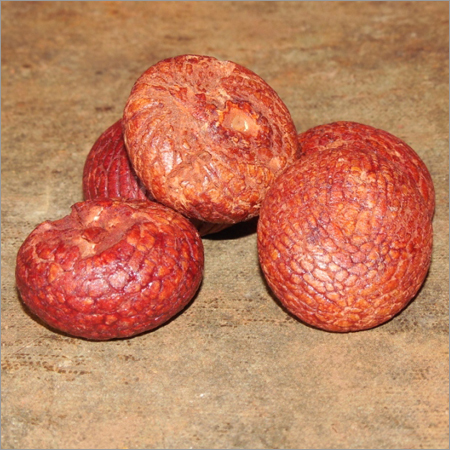 Common Areca Nut