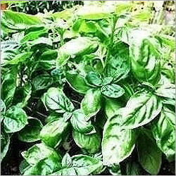 Basil Oil