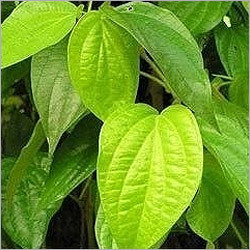 Betel Leaf Oil