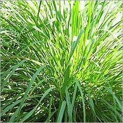 Citronella Oil
