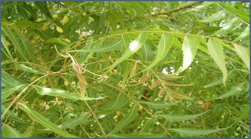 Azadirachtin