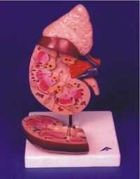 Human Kidney Model - Unbreakable Material, Enlarged Triple Size , Dissectible Design With Removable Front Half For Detailed Anatomical Study