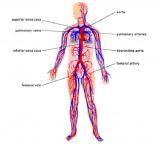 Blood Circulation Model