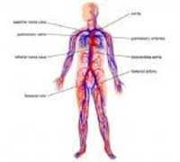 Blood Circulation Model