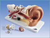 Ear Model - Accuracy: High