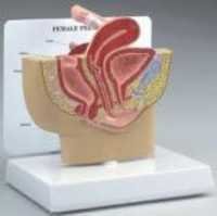 FEMALE PELVIS