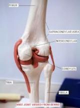 KNEE JOINT