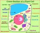 PLANT CELL