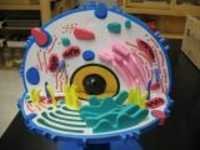 ANIMAL CELL