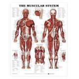 CHARTS, HUMAN PHYSIOLOGY