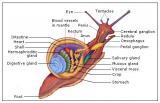 CHART, ZOOLOGY