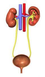 HUMAN KIDNEY WITH BLADDER