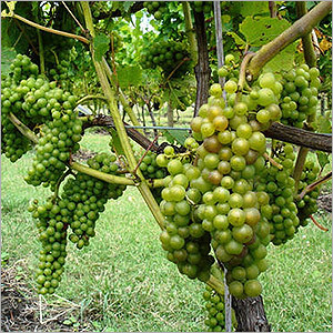 Agricultural Fertilizers