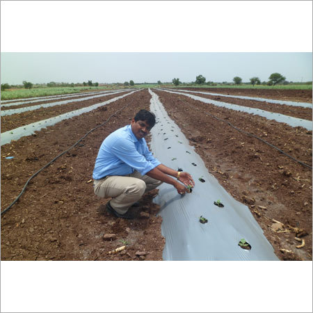 Agricultural Silicone Surfactant
