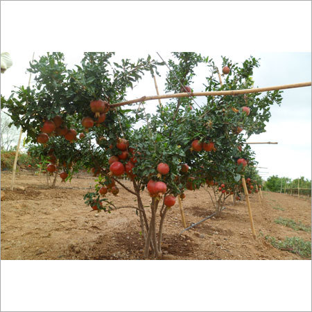Plant Growth Regulator