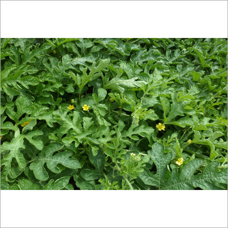 Agricultural Grade Chemicals