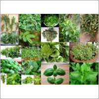 Herbs