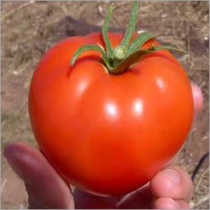 Fresh Vegetables