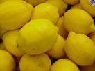lemon fruit