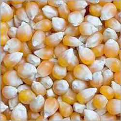 Organic Yellow Maize