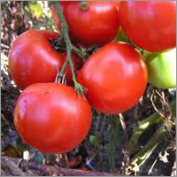 Fresh Tomatoes